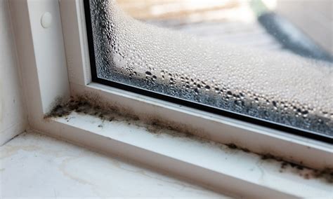 What kills mold on windows?