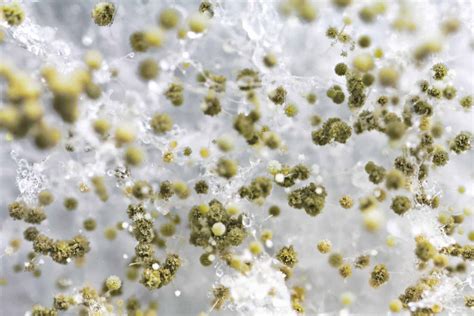 What kills mold spores in the air?