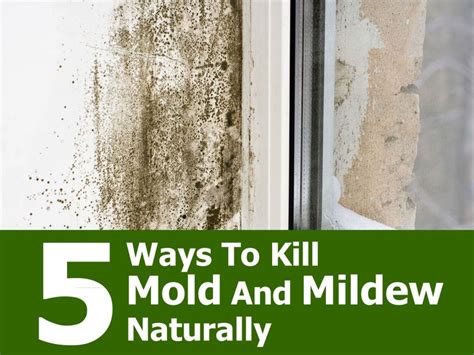 What kills mold the most?