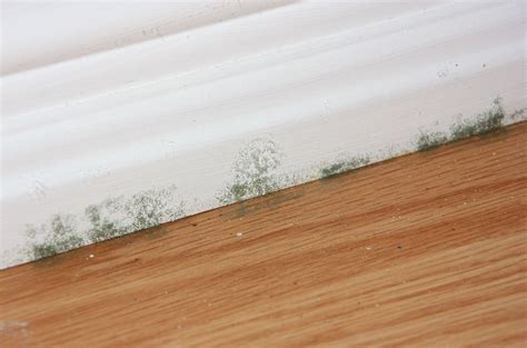 What kills mold under flooring?