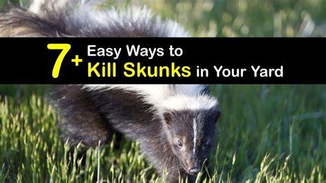 What kills most skunks?