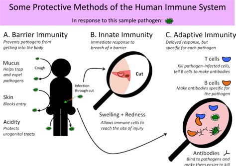 What kills pathogens on the skin?