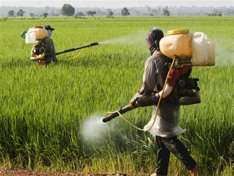 What kills pesticides?