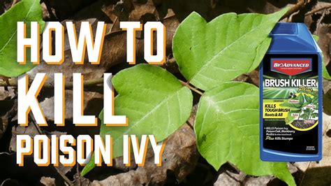 What kills poison ivy permanently?