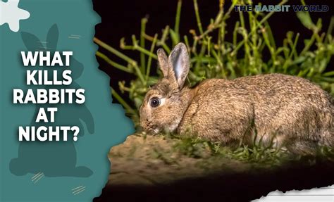 What kills rabbits at night?