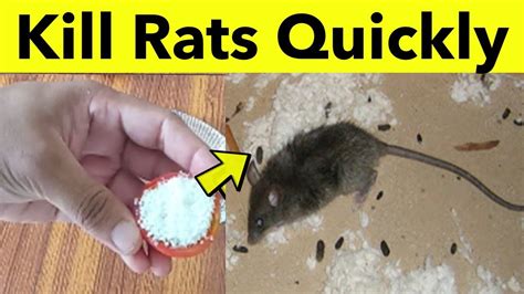 What kills rats best?