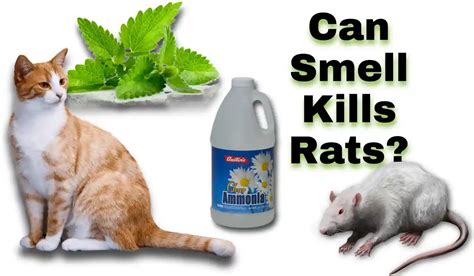 What kills rats with no smell?
