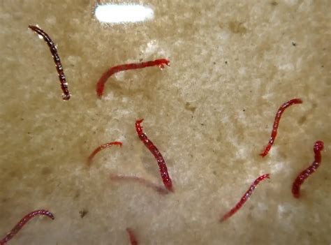 What kills red worms?