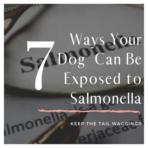 What kills salmonella in dogs?