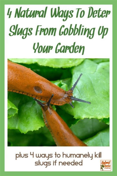 What kills slugs in the garden?