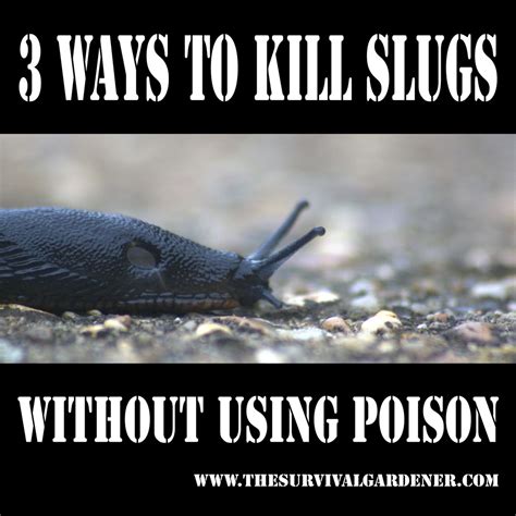 What kills slugs naturally?