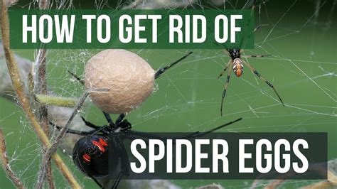 What kills spider eggs instantly?