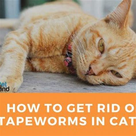 What kills tapeworms in cats naturally?