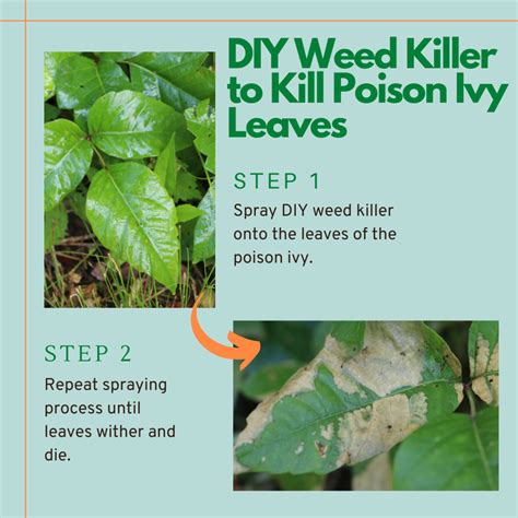 What kills the root of poison ivy?