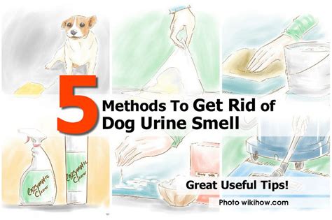 What kills the smell of dog urine?
