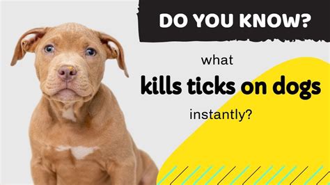 What kills ticks on dogs instantly?