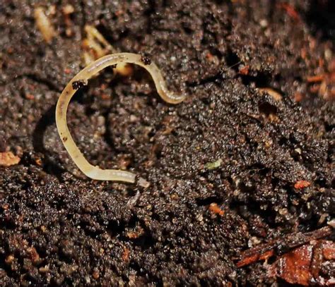 What kills worms in soil?