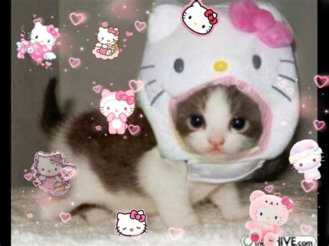 What kind of cat is Hello Kitty?