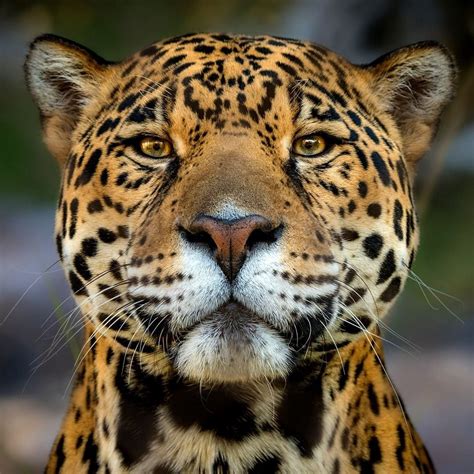 What kind of cat looks like a jaguar?