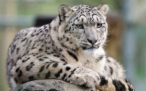 What kind of cat looks like a snow leopard?