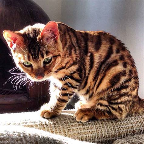 What kind of cat looks like a tiger?