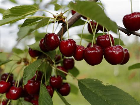 What kind of cherries grow in Ukraine?