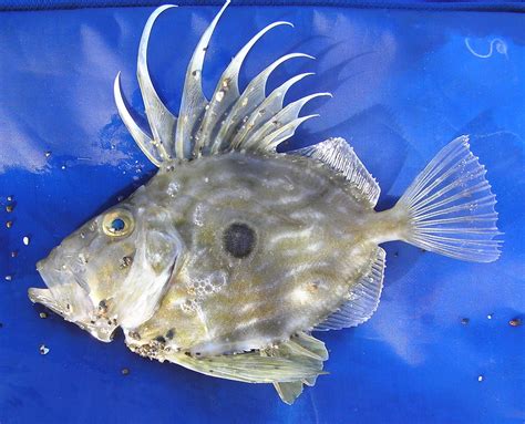 What kind of fish is John Dory?