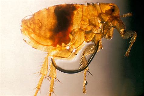 What kind of flea is black?