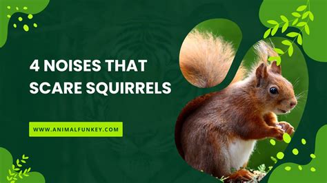 What kind of noise scares squirrels?