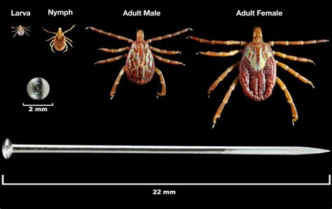 What kind of people are ticks attracted to?