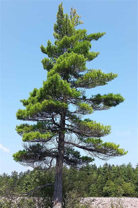 What kind of pine trees are in Germany?