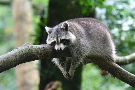 What kind of raccoons are in Toronto?