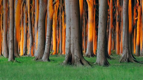 What kind of trees are in Germany?