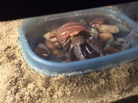 What kind of water do hermit crabs bathe in?