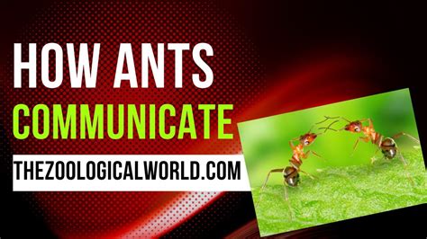 What language do ants speak?