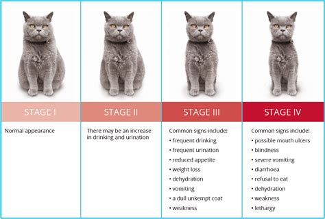 What levels indicate kidney failure in cats?