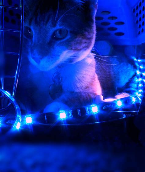 What lighting is best for cats?