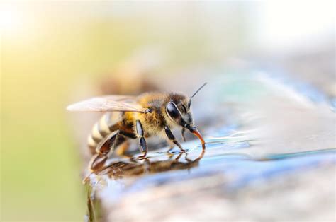What liquid are bees most attracted to?