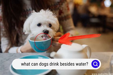 What liquid can dogs drink?