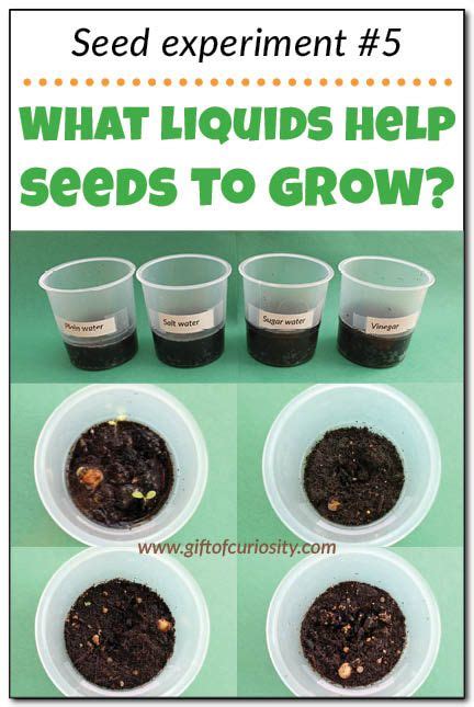 What liquid makes plants grow best?