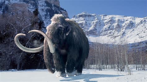 What lived in the ice age?