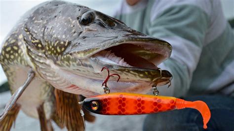 What lures attract pike?