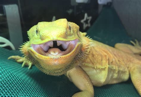 What makes a bearded dragon happy?