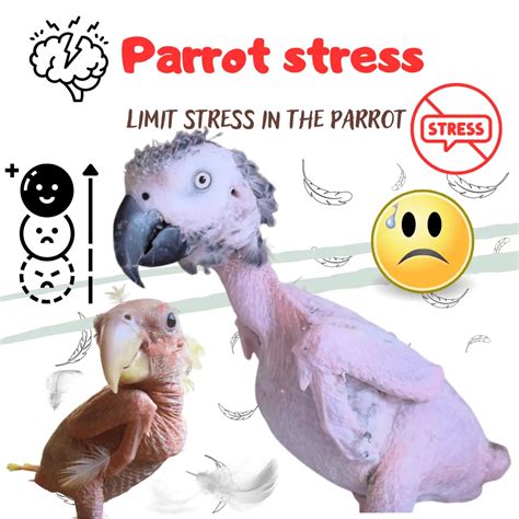 What makes a bird stressed?