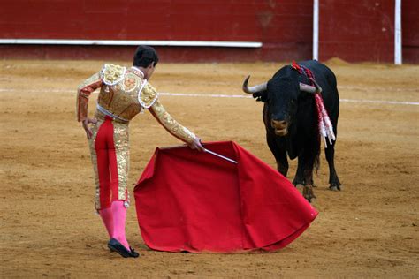 What makes a bull fight?