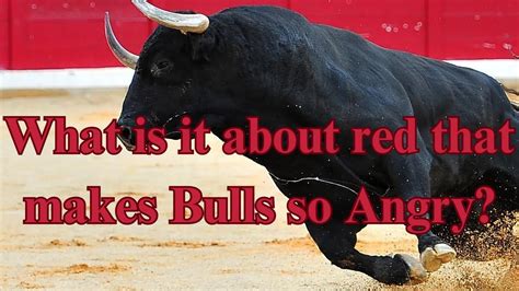 What makes a bull so angry?