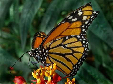 What makes a butterfly special?
