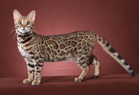 What makes a cat a leopard?