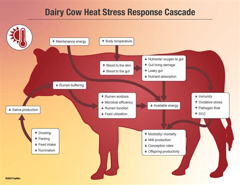 What makes a cow not to be on heat?