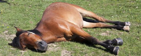 What makes a horse lazy?